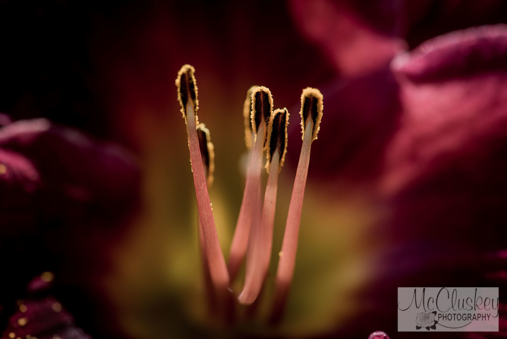 garden photographer