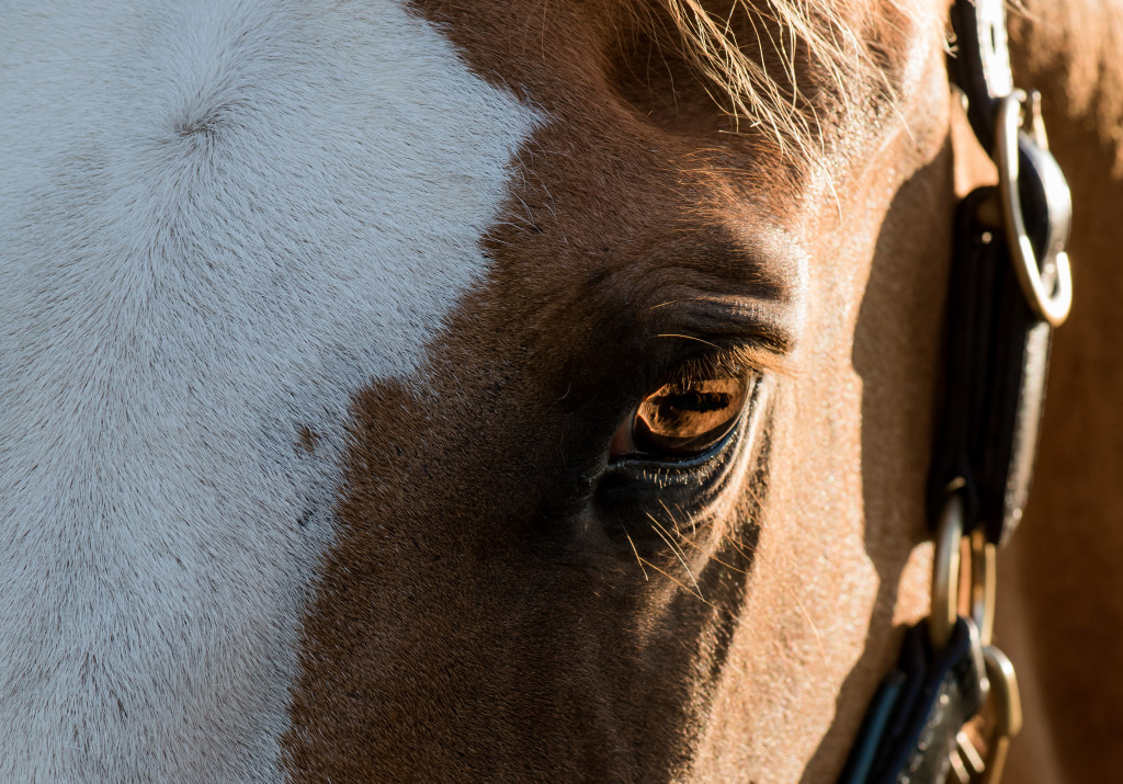 horse photographer