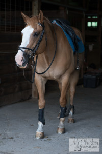 horse photography