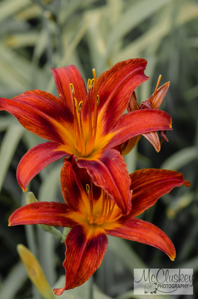 Daylilies