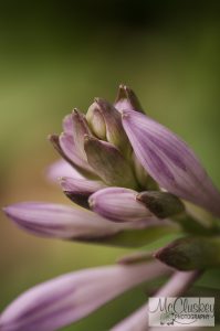 hosta flower buds