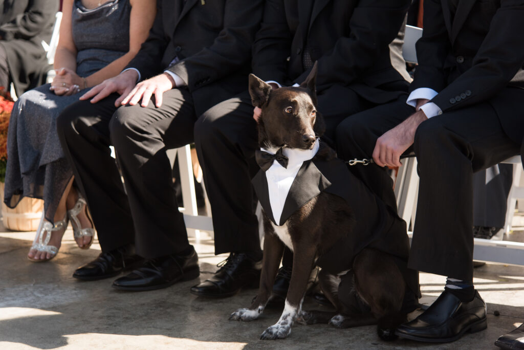 Dog tux wedding